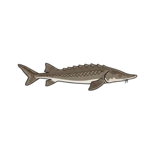 sturgeon avatar